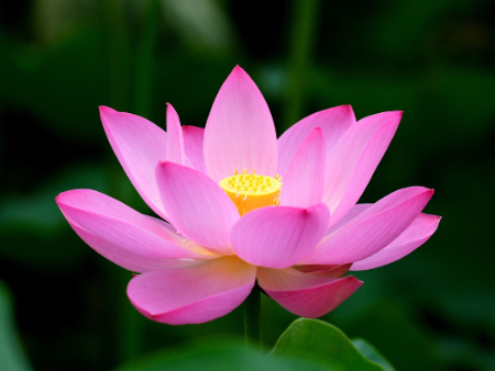 The Heart Sutra