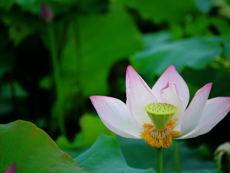 Medicine Buddha Mantra (Chant In Sanskrit)