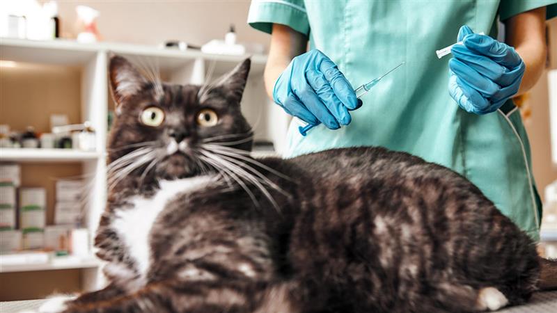 Do we need a COVID-19 vaccine for pets?