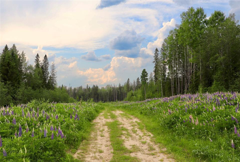 Lời chúc mừng năm mới xuân Bính Ngọ 2026