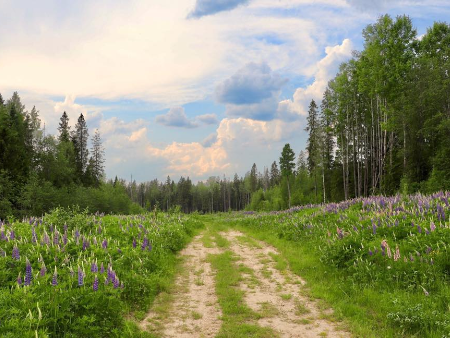 Lời chúc mừng năm mới xuân Bính Ngọ 2026