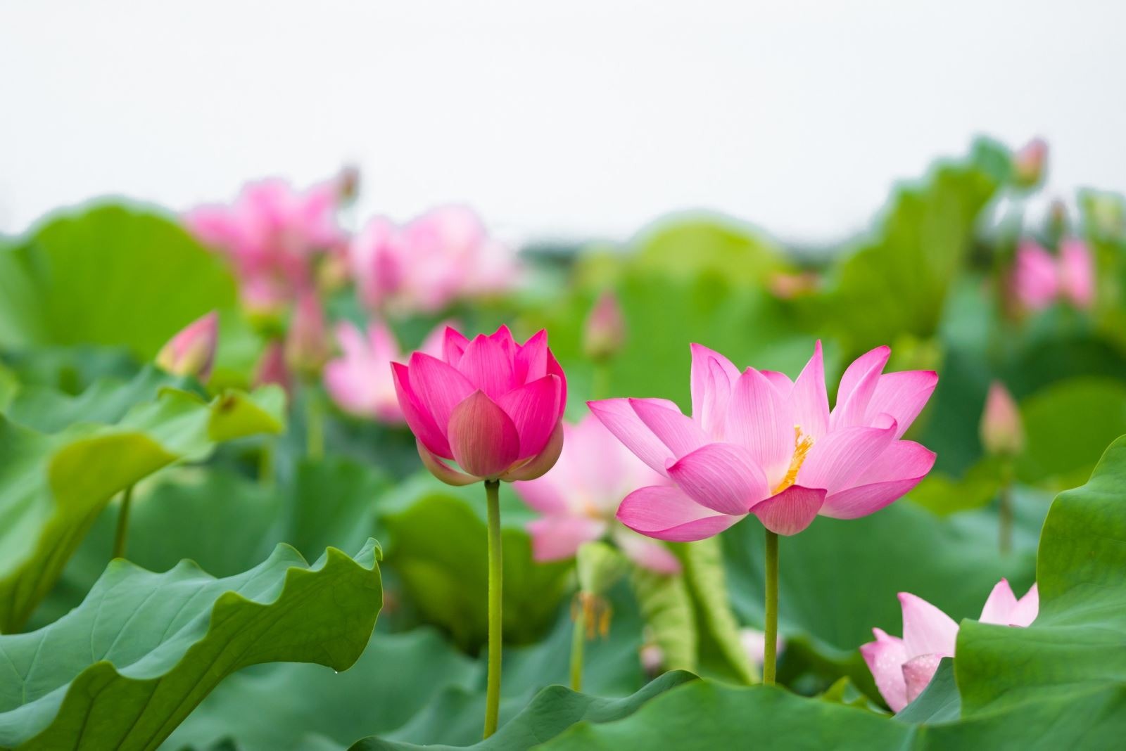 Ưng Vô Sở Trụ Nhi Sinh Kỳ Tâm