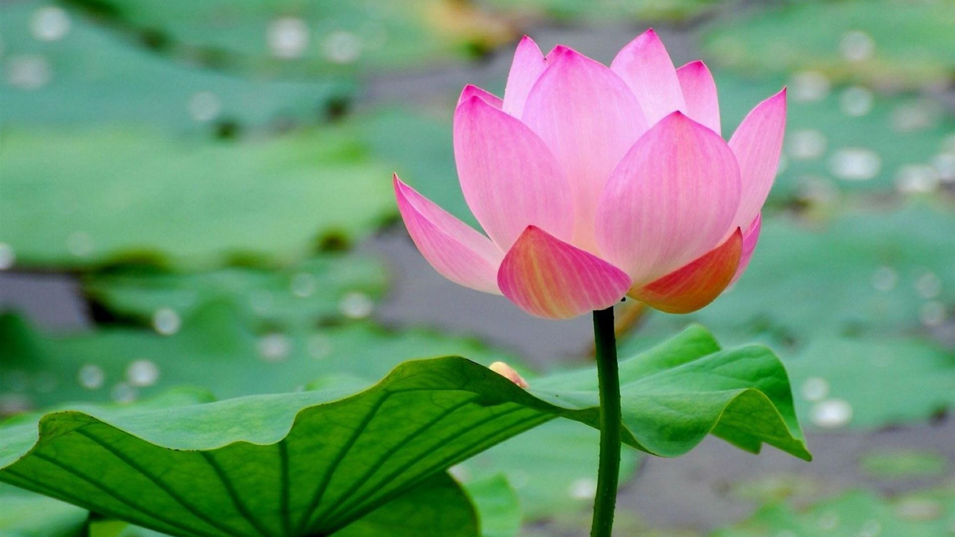 Đi trọn con đường, yêu trọn một trái tim