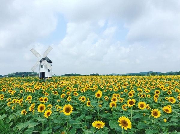 Nghi để tin, không tin để nghi