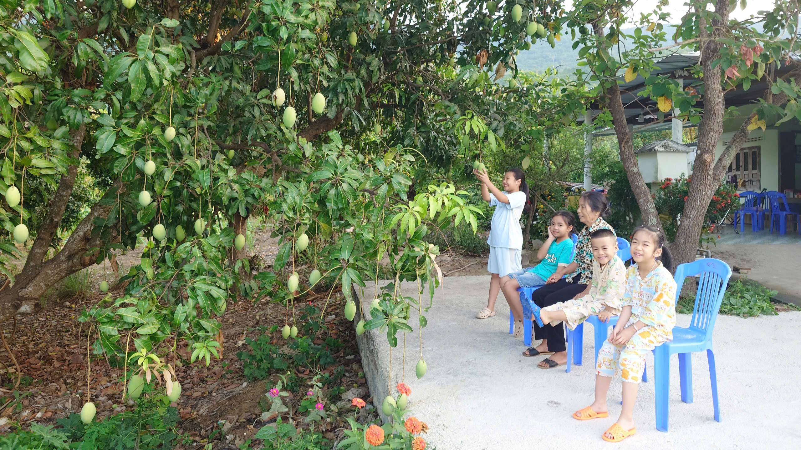 Vườn xoài lâu năm
