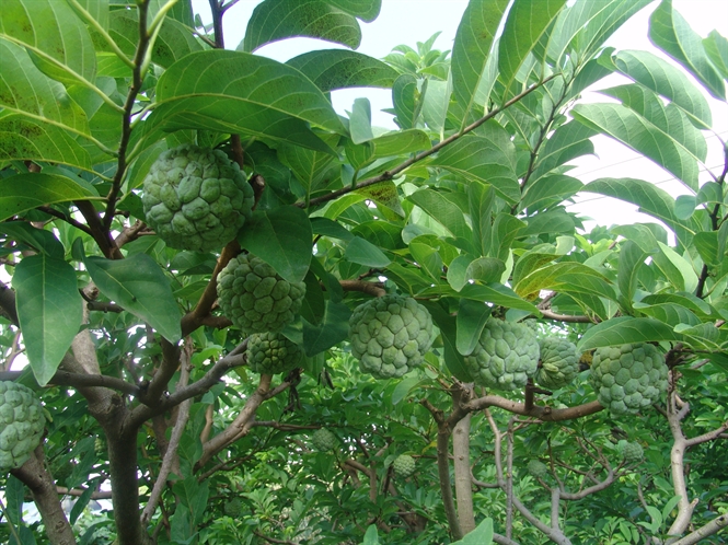 Vườn na của mẹ