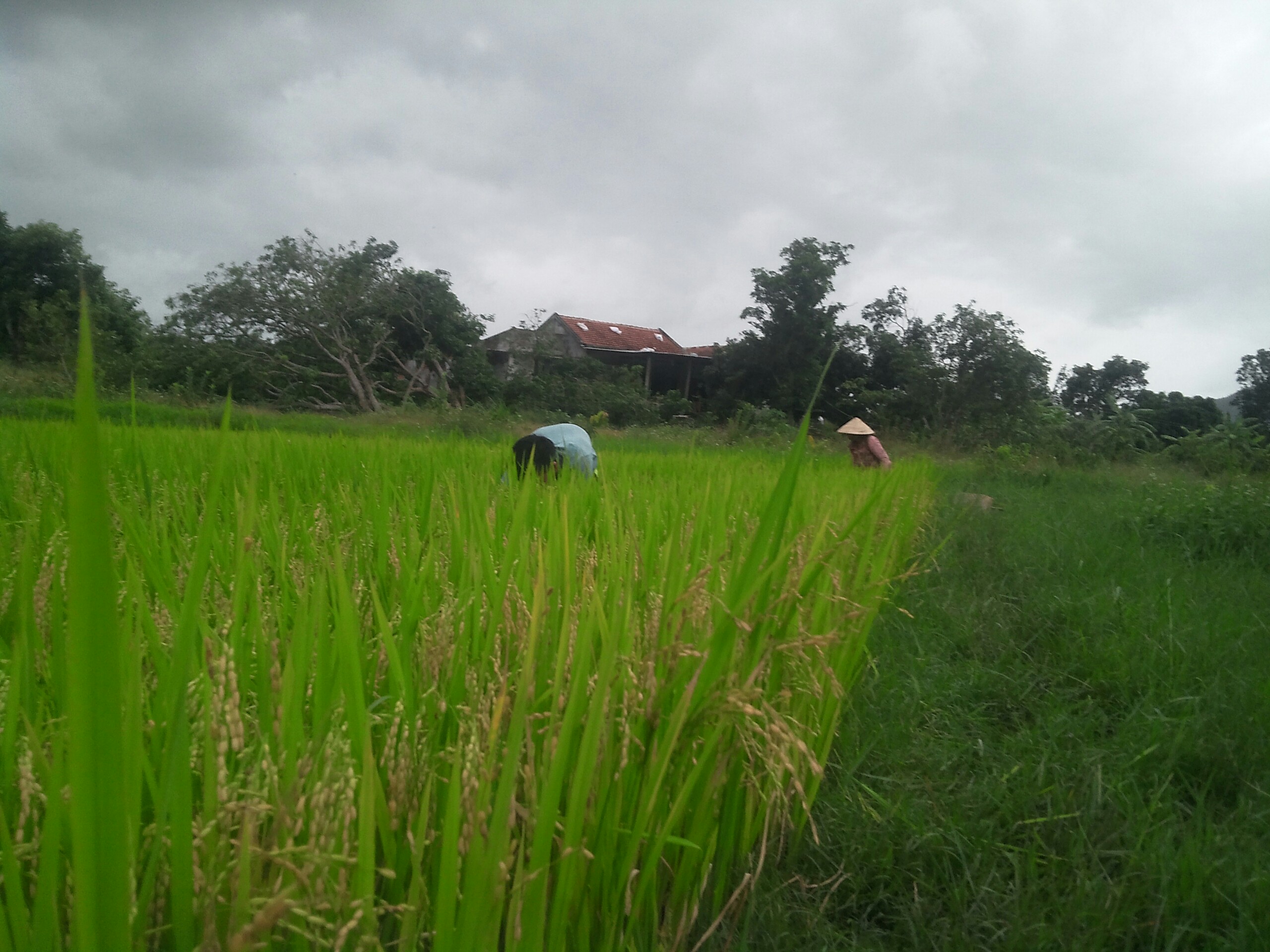 Nhật ký thời xưa